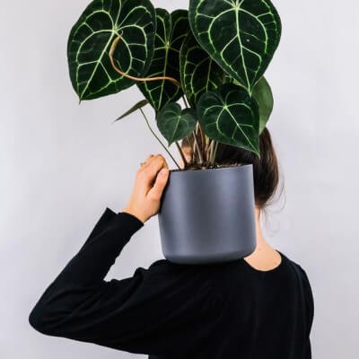 Caméras Plants Store Gallery Img 1
